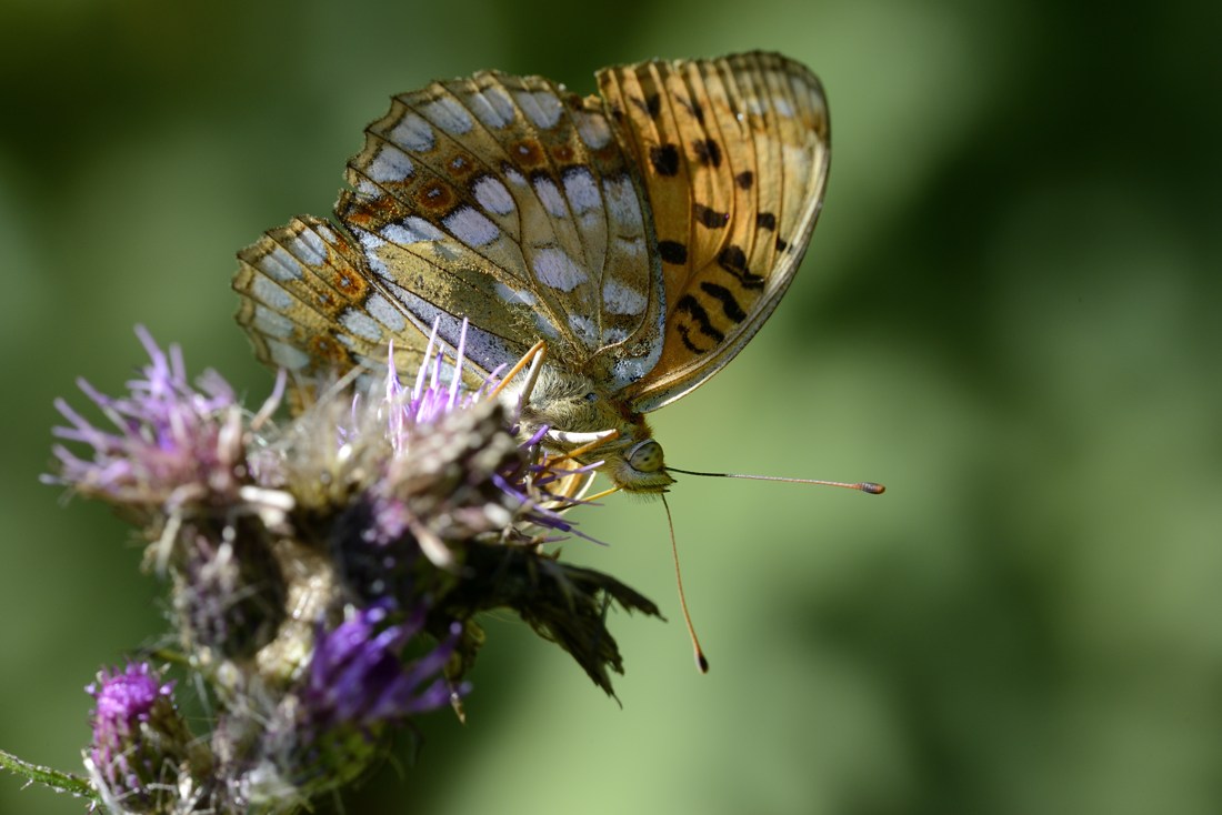 Conferma Argynnis paphia